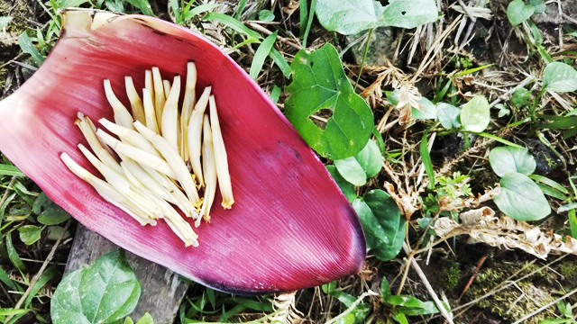 バナナの花