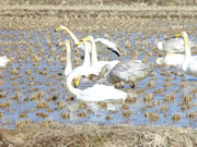 生命あふれる田んぼのお米の田んぼに降りた白鳥