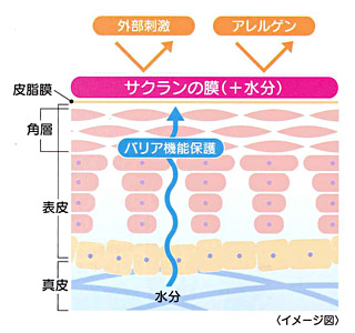 １００ 植物スイゼンジノリ化粧品 低刺激スキンケアお試しセッ ト 送料無料可 アクアサクラムmaikoシリーズ