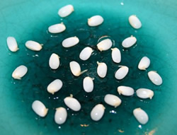 胚芽米から出た芽