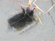 鳥の雛