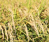 生命あふれる田んぼのお米の垂れた稲穂