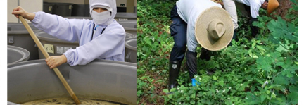 妙高の野草
