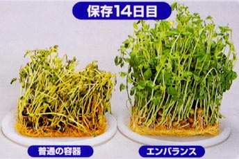 抗酸化 エンバランス で とうみょう を 保存