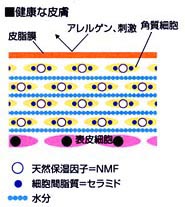 肌のしくみ