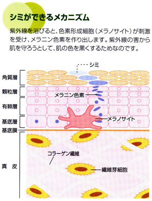 しみができるメカニズム